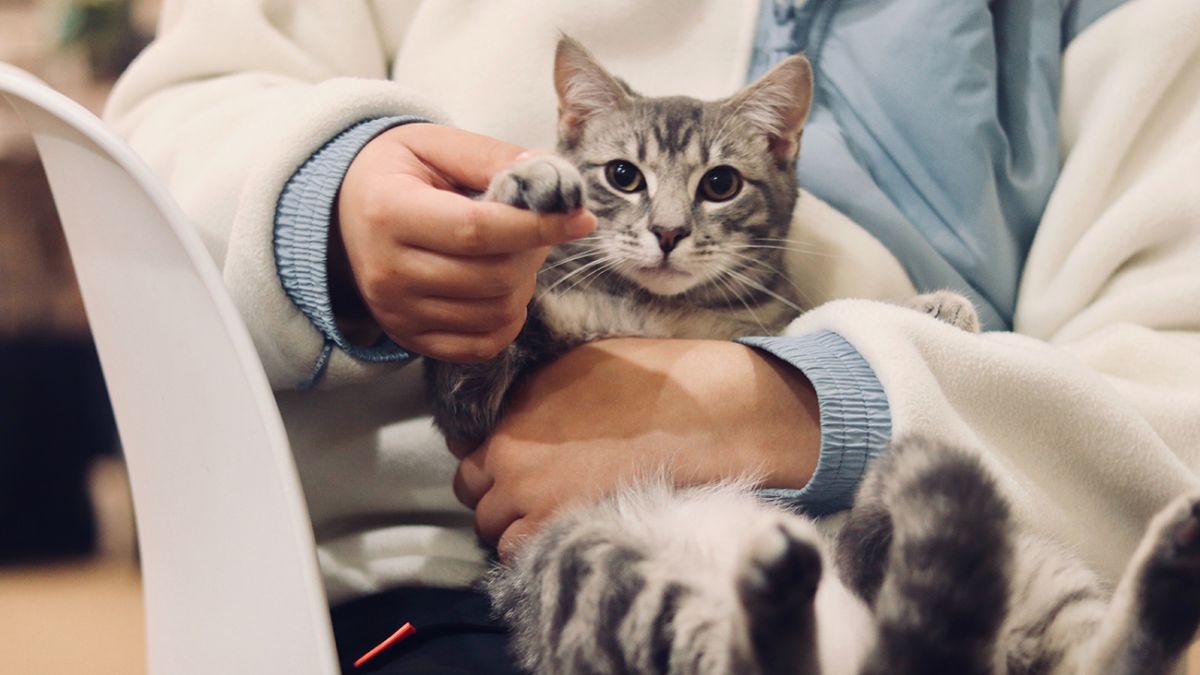 ЯК ПОВОДИТИСЯ З ТВАРИНАМИ, ЩОБ НЕ ІНФІКУВАТИСЯ СКАЗОМ