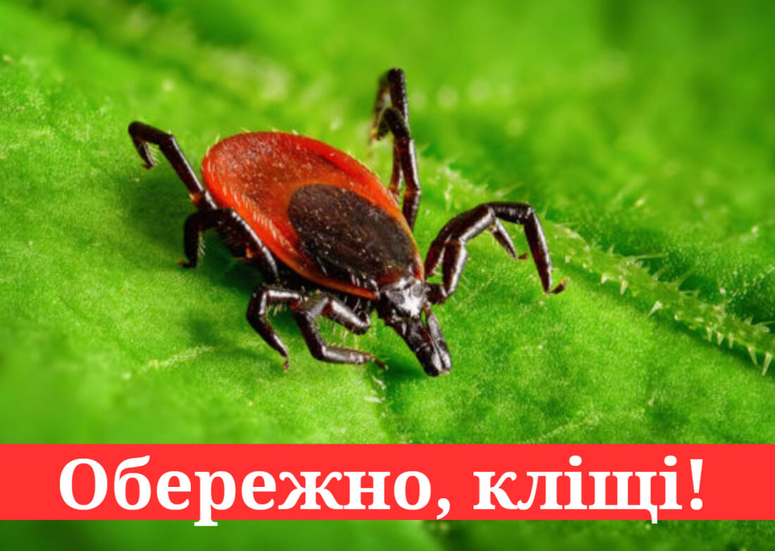 Обережно: кліщі! Як захиститися та що робити, якщо ви знайшли кліща на тілі