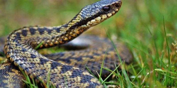 В червні 20 людей звернулися до медиків через укуси змій, серед постраждалих — п’ятеро дітей